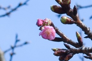 20180302　カワヅザクラが咲きました (1)